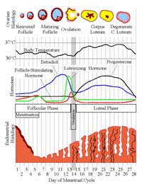 Ovulation Ovulation Calendar Fertility